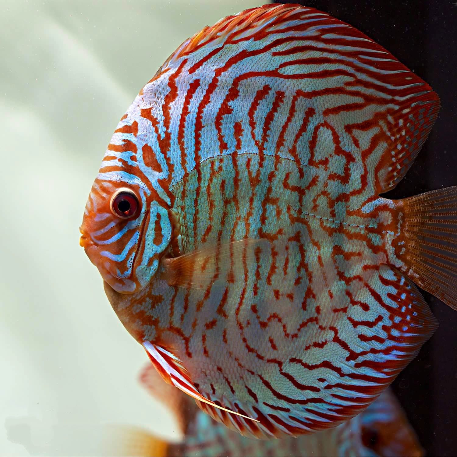 TIGER YONQUIST Discus